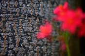 This image too was taken in Hampi! This is a pattern on a tree bark. Those are some flowers in the foreground!