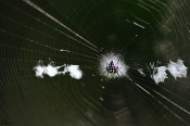 This image was captured in my native. This is the same unknown spider as the "Line"