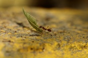 This image was taken with Vidyun. This leaf cutter ant was stuck on another leaf and was trying hard to escape and finally came up with the help of friends.
