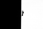 This was taken at my house. This is a queen weaver ant. My father found it on a wall and I took many compositions and this silhouette is one of them.

There are two images of Raviprakash uncle like this.
https://www.creativenaturephotography.net/forum/phpBB3_0_1/gallery/image_page.php?album_id=20&image_id=19095