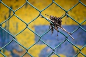 This is an image of a bundle of dried stems and leaves [b]Stuck[/b] on the grille of a park. That Yellow and Blue background is a faded advertisement painted on a house wall. I captured this image today!  ;)