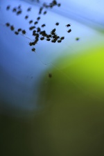 This image was taken at my farm. These spiderlings were sitting on the web quietly. There was a leaf behind the web which I  positioned to the sunlight to make it glow. The title is 'attraction' because I feel that, out of curiosity the spiderlings were getting attracted towards the glowing leaf.

Thanks
Vihaan