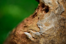 I think this looks like a magnificent Orangutan. This was part of a tree that was uprooted because of heavy rains and winds. This orangutan was at a perfect angle for me to capture it. All the holes in the face were made by some wood-eating insect.