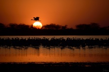 These Demoiselle cranes were captured at a lake near the CNP meet venue. I named this image "Sunset exploration" because I think that the crane flying above the setting sun is going someplace new, for exploration!  :lol: