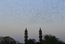 This image was taken at Ahmedabad of the rosy starling murmuration. I titled it 'starling Invasion' as I felt that the starlings were attacking the city and taking over like an alien invasion.

Regards
Vihaan