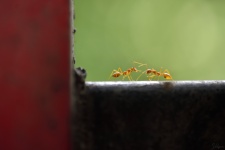This image was taken just a few meters away from where I had captured Dome Home. These two weaver ants and exchanging liquids. I love the three contrasting colors!