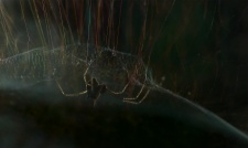 My mother and I had gone to a park yesterday. As soon as we entered the park we saw a tent spider in its web on a plant. I spent most of my time on this and got a few good images. I will be sharing them in the coming days. 

Regards 
Vihaan