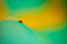 I found this housefly on a children's slide  :D