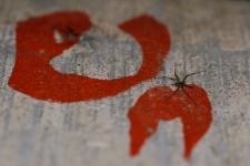 This spider was on the Kannada letter paintings in an old school.  :)