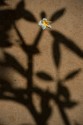 Does this image has the elements of abstract realism? The shadow is of the tree from where the flower has fallen. But does it matter? :) 
Waiting for your views.