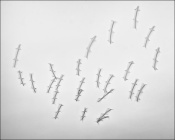 #CNPAtHome

Considering the exposure 0.3 seconds for these parakeets in flight, the rhythmically registered three wing tips of each bird means they probably were flapping their wings once in about 111 milli seconds!!