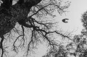 #CNPsurreal
An owlet flying towards its tree.