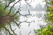 #CNPsurreal
Pond Heron from Bharatpur..
