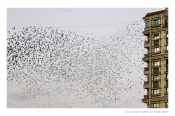This recovered from a preview in LR as I lost these photographs before I could back them up while in travel.
Thought, at least will share what it was like to be under this madness of rosy murmurations. 
#CNPStillmotion.