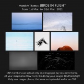 Dear CNPians,

Here is our monthly theme for the month for March : Birds in flight

Kindly tag your images with #CNPBirdsInFlight