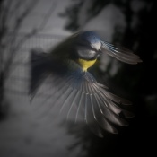 #birdsflight
From time to time I have used a camera trap in the garden. This is taken in direct near to a bird feeder.