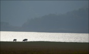 Searching my Corbett files for images of elephants...