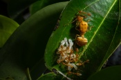Here is a scene of one opened nest of Weaver ants and you can see a Queen surrounded by a few eggs, larvae as well as pupae, and the workers who are protecting it by standing as a shelter. A traditional spice named Tejpatta or bay leaf tree was cut for kitchen use and one of my friends found this when she opened a leaf pouch which was a small Weaver Nest. After documenting a few shots and a few videos, I put it back on another side of the tree.