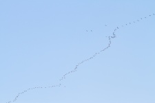 #CNPJourney

Eurasian cranes on their yearly migration south.