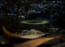 A leaf was trapped in loop in little water stream, it intrigued me to think that how many factors must fall into the place to happen this phenomenon and then I decided to take a photograph I am not sure about the execution but I guess it turned out well.

Suggestions are welcome. :)