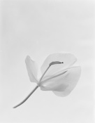 A flower study on 4X5 Foma film. Just to mention a few challenges of film and large format. In this case the meter reading for exposure was 40 sec. But compensations like bellow extension for macro and reciprocity ( a film characteristic ) made the final exposure 1 min 43 sec. This has to be carefully arrived at to get the right negative . Of course we don't know if we did right until two days later. Technical details this once just to give a flavor.