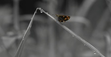 This was taken at Belvai butterfly meet. One morning another member and me went to check on a southern birdwing pupa. Nearby we spotted this wide band grass dart sitting on a blade of grass. The title is 'The Mountaineer' as I feel that the blade of grass is a mountain and the skipper is is the mountaineer trying to climb it.

Regards
Vihaan