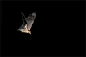 During last 10 days of 2009, I tried to make some images of these fruit bats that use to visit a papaya tree in a remote village near Western Ghats. Needless to say making an image like this at night is not possible using regular techniques. We need some sort of automatic shutter triggering mechanism. Different kind of devices are available in market for such photography. What I use for such remote photography is a heat+motion sensing device made by Trailmaster (TM550 to be specific if any of you want to try this out). Let me caution you however it is not easy and you may not make lots of good images. The fundamental challenge is your eye is not behind the view finder when camera gets triggered !! We need to answer questions like - how will I focus ? where will I focus ? how can I compose ? what focal length to use ? how will I use flash ? how many flashes ? where to keep them ? on shoe/off shoe ? Some of these remote triggering devices are programmable. For example the one I have several parameters that can be programmed to time the shutter release. For example I can set when 2  heat/motion pulses are receved within 1 second then hold down the trigger for 2 seconds. This programming varies with subjects - faster birds would need some kind of setting while the slow moving mammal may need different kind of setting. These settings help in controlling the composition. As you can see there are several parameters that can go wrong. There are several others which I have not talked about. I can assure you they all will go wrong :) Unfortunately you can act on them only for next night's experiement since you don't know when bats come to trigger your camera :) Essentially it is several days of experiment. With some informed experiements and of course luck you *may* end up with an image or two. I thought I had just one from 10 days of experiements, on a second look I found one more. Exposure on this was off by about 1.5 stops (so I had written it off), fortunately I could compensate the the exposure in s/w to recover the lost details. 

Summary being, it is quite challenging and interesting. Your task may be easier if you find a subject which has a well defined movement (path) at night. If any of you are interested in trying such techniques shoot me a mail, glad to share whatever a little I know (I am still learning these techniques  and not an expert of course). My mail response may be very slow however :) so please be patient.. Slightly larger and better version of the above image is  at my site.
