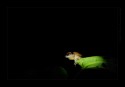 Another image of a frog I made at night at Katthalekana. I think the relative size of the frog to darkness helps convey some night mood here. Would love to know your thoughts. Not much processing on this one. The unprocessed image is [url=http://www.naturelyrics.com/galleries/Misc/Illustrations/some_frog_ex1.jpg][b]here.[/b][/url].